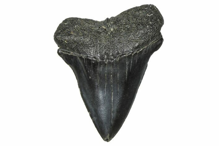 Fossil Broad-Toothed Mako Tooth - South Carolina #376001
